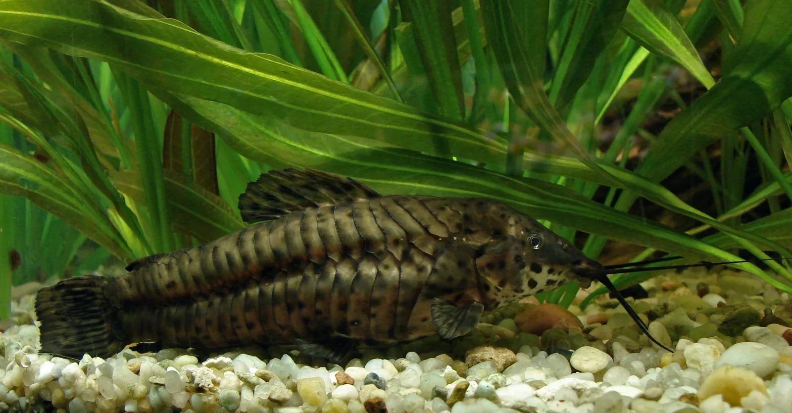 Spotted hoplo (Megalechis thoracata)