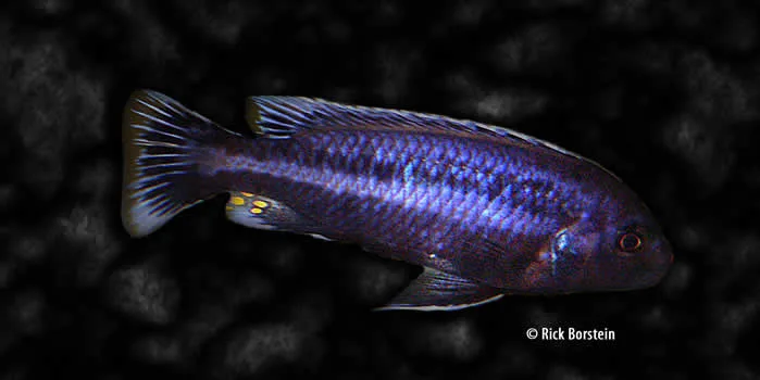 Melanochromis chipokae