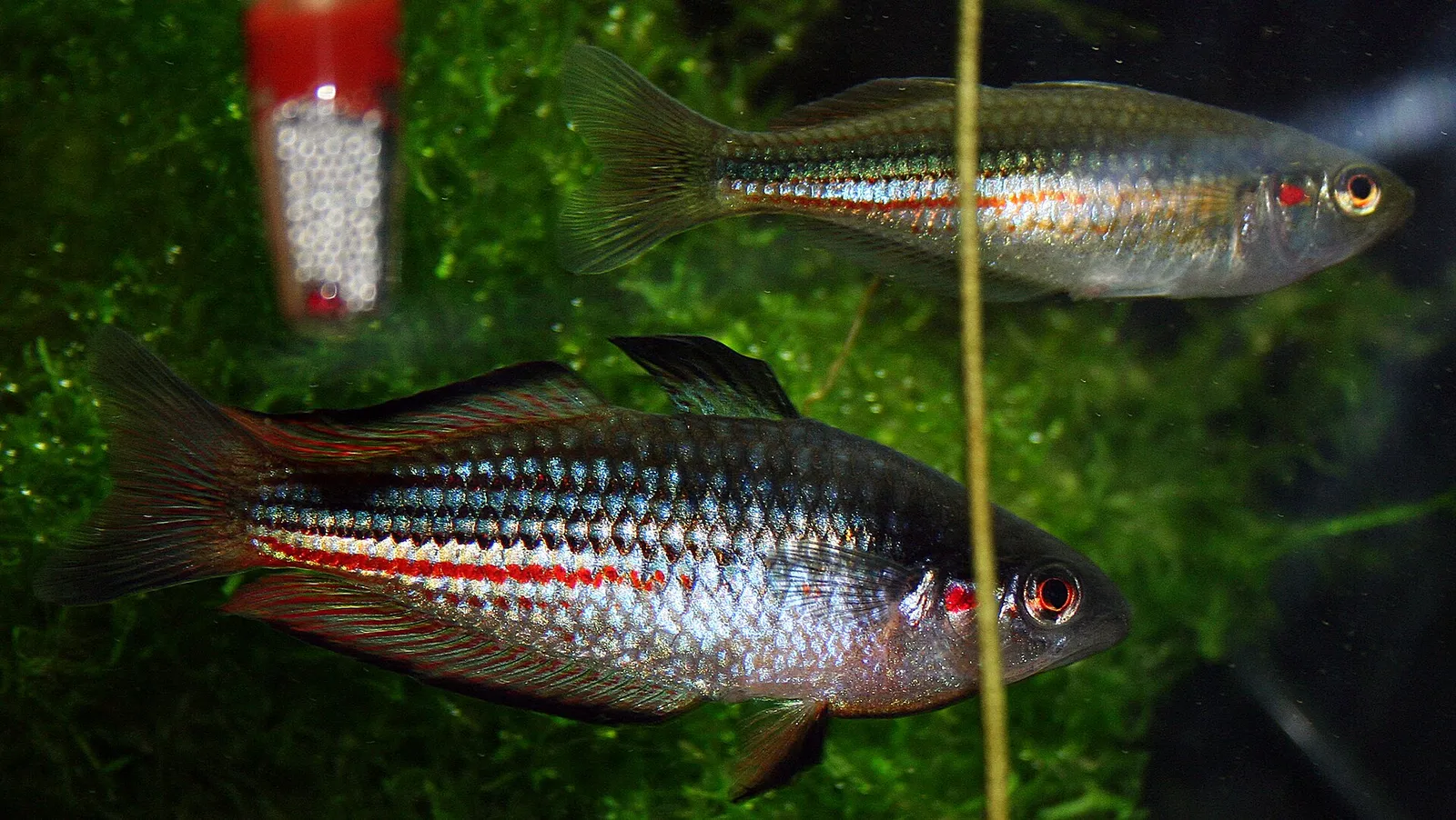 Crimsonspotted Rainbowfish (Melanotaenia duboulayi)