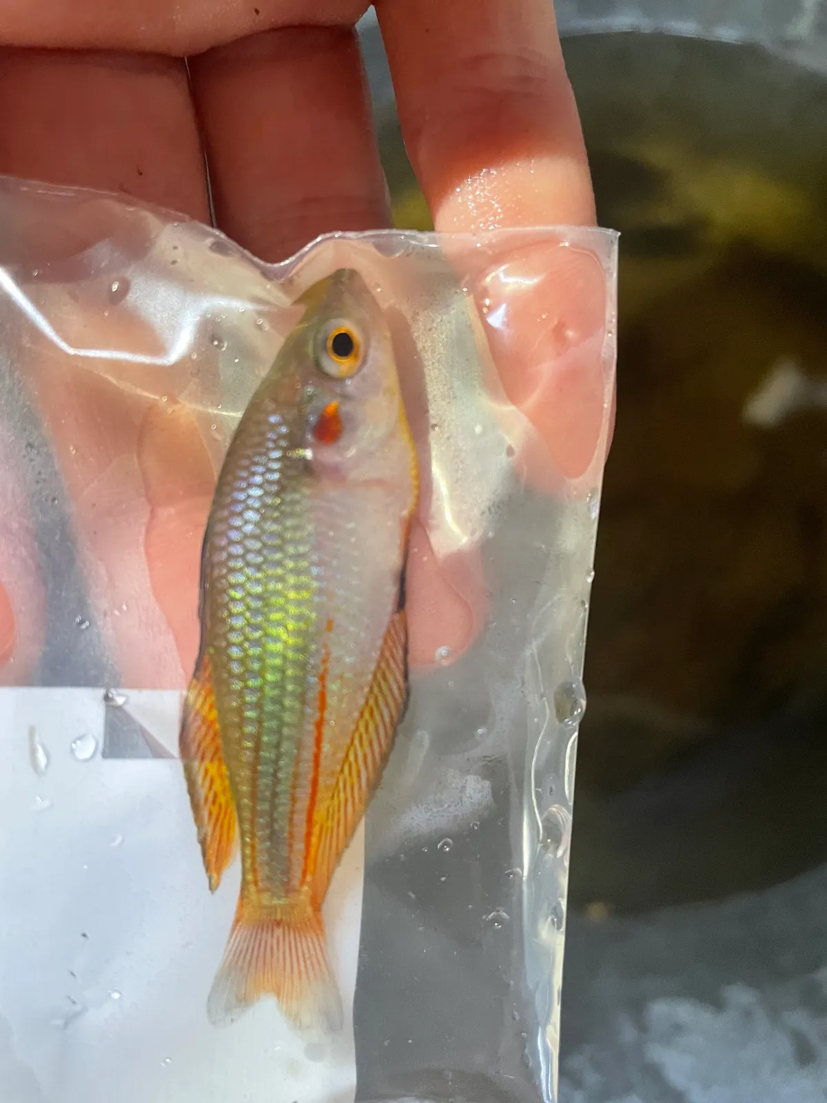 Crimsonspotted Rainbowfish (Melanotaenia duboulayi)