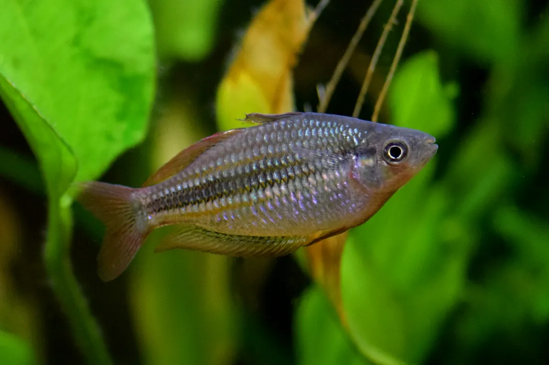 Lake Eacham rainbowfish (Melanotaenia eachamensis)