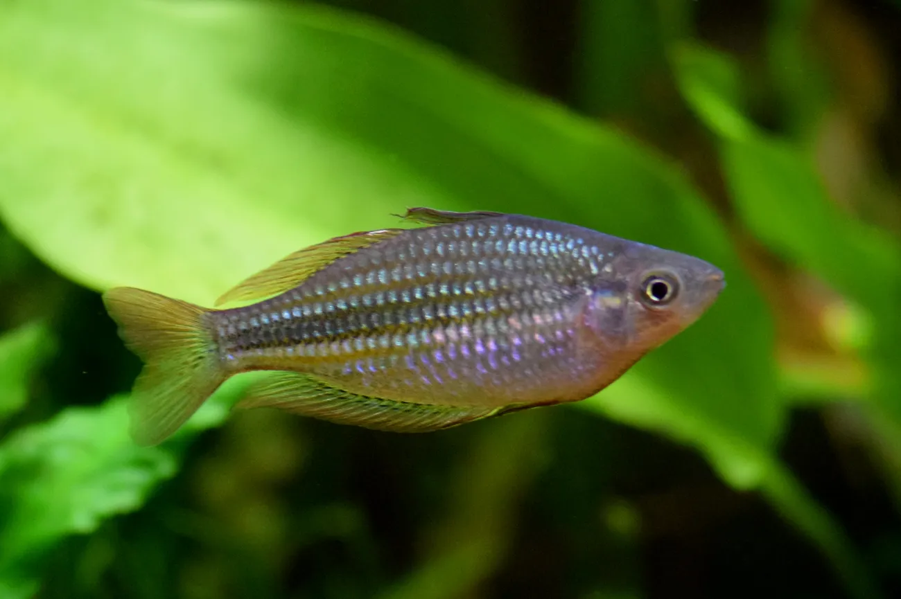 Lake Eacham rainbowfish (Melanotaenia eachamensis)