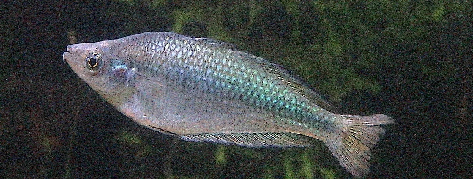 Murray River rainbowfish (Melanotaenia fluviatilis)