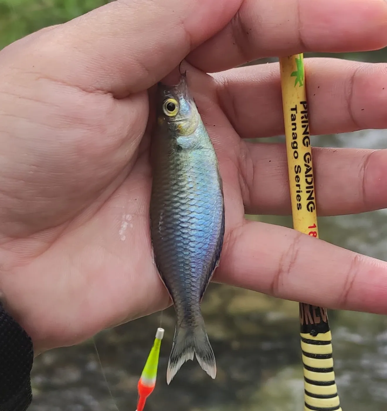 Kokas Rainbowfish (Melanotaenia kokasensis)