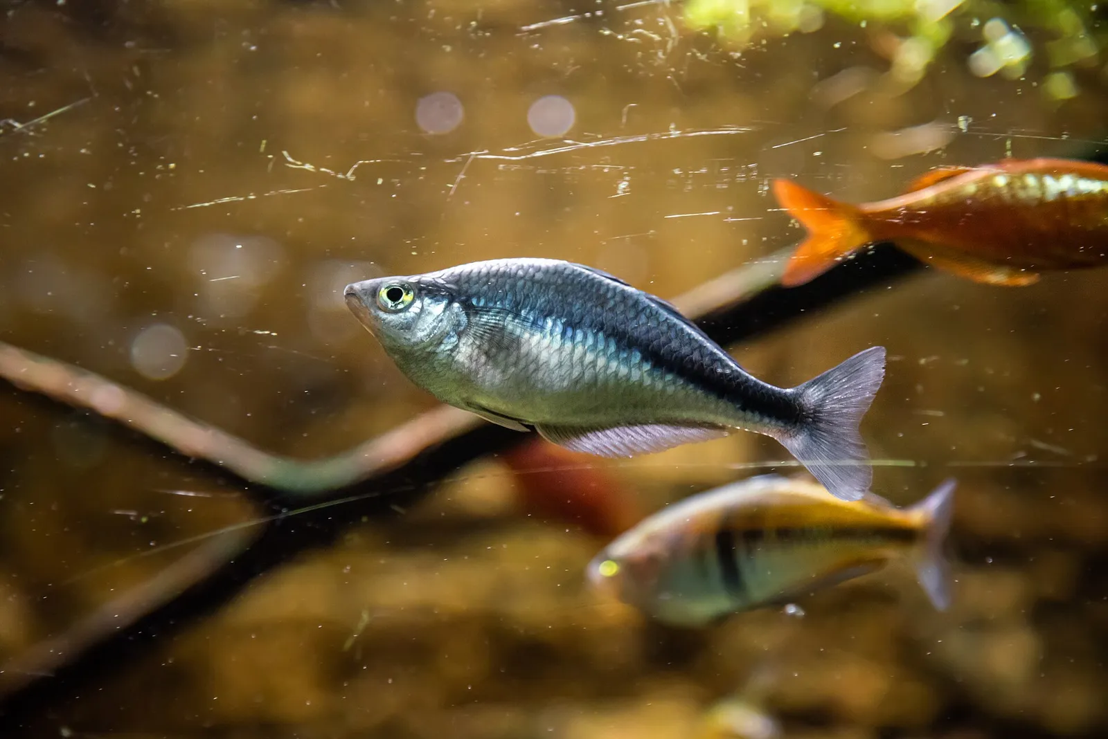 Lake Kutubu Rainbowfish (Melanotaenia lacustris)