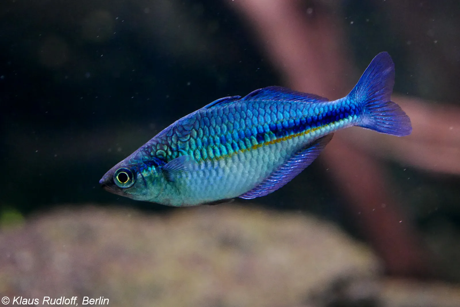 Lake Kutubu Rainbowfish (Melanotaenia lacustris)