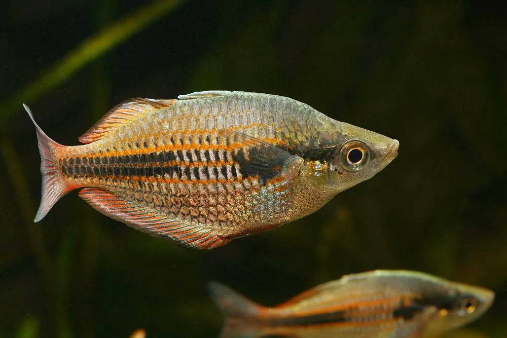 Lakamora Rainbowfish (Melanotaenia lakamora)