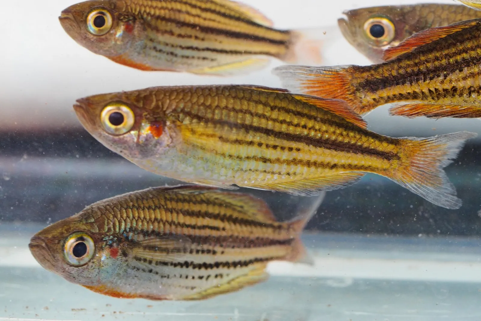 Macculloch's rainbowfish (Melanotaenia maccullochi)