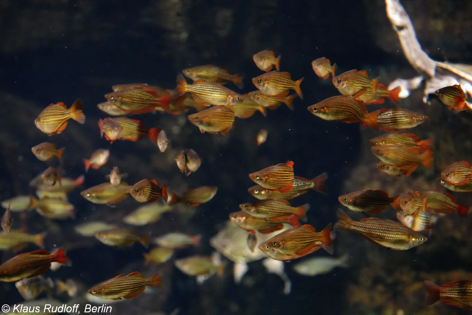 Macculloch's rainbowfish (Melanotaenia maccullochi)