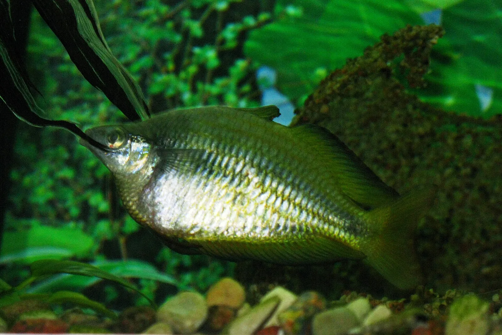 Parkinson's Rainbowfish (Melanotaenia parkinsoni)