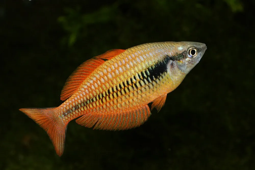 Lake Kuromai rainbowfish (Melanotaenia parva)