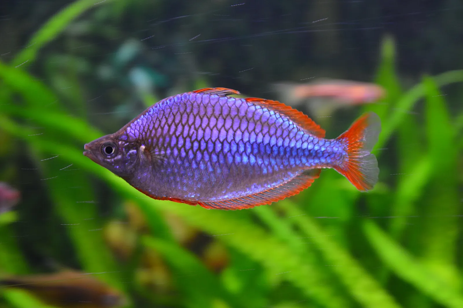Dwarf rainbowfish (Melanotaenia praecox)