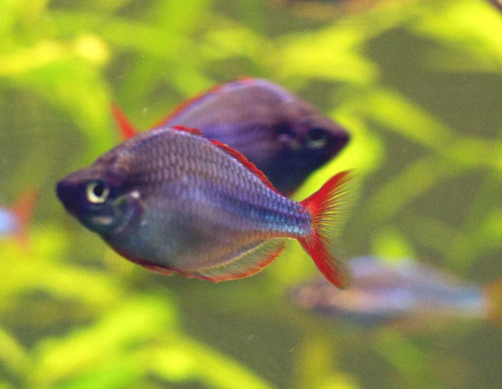 Dwarf rainbowfish (Melanotaenia praecox)