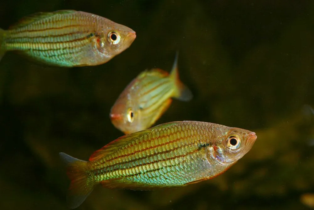 Fly River rainbowfish (Melanotaenia sexlineata)
