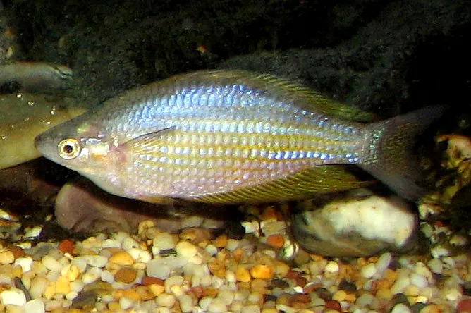 Eastern rainbowfish (Melanotaenia splendida)