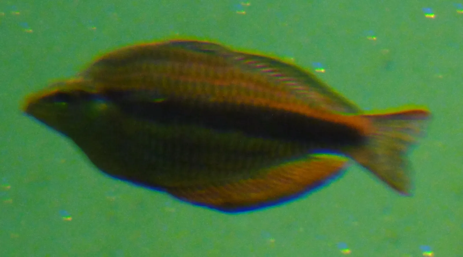 Banded rainbowfish (Melanotaenia trifasciata)