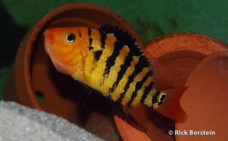 Cichlasoma festae Female