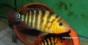 Cichlasoma festae Male