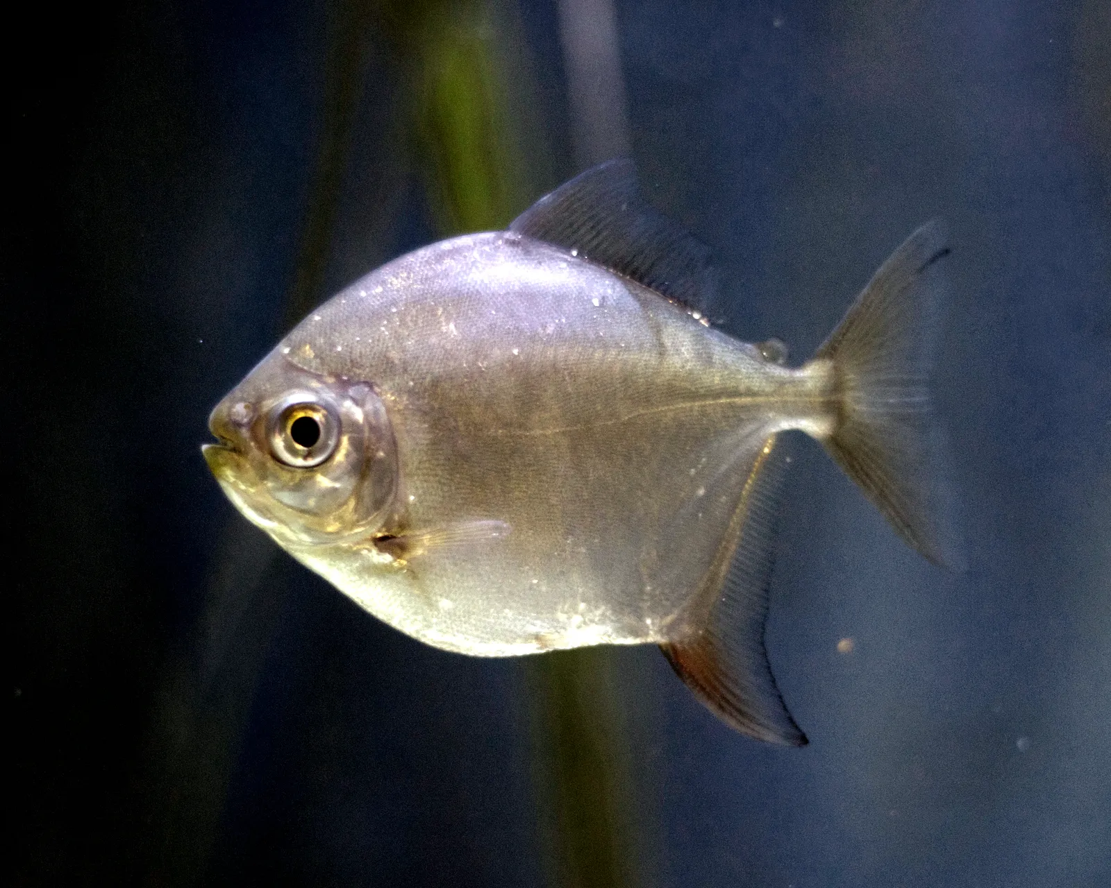 Silver dollar (Metynnis argenteus)
