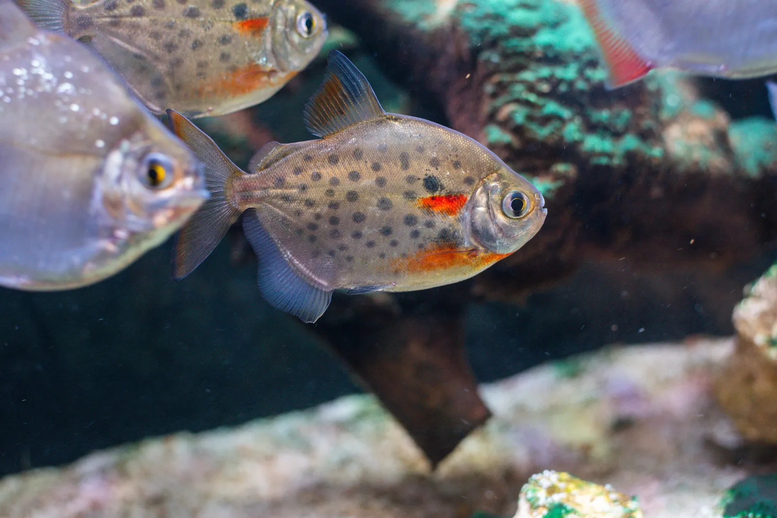 Silver dollar (Metynnis lippincottianus)