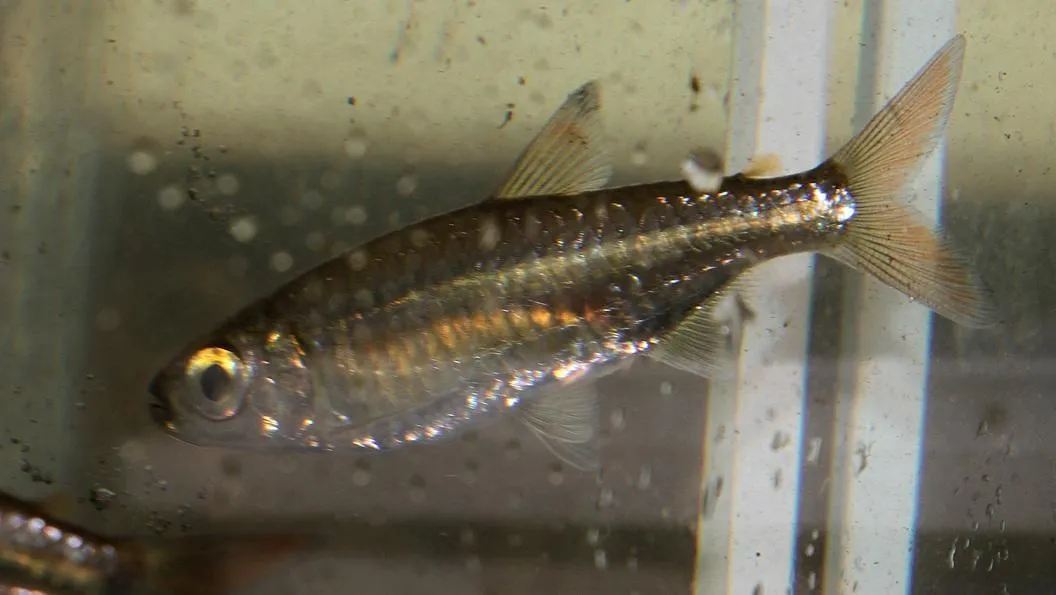 Sharptooth Tetra (Micralestes acutidens)