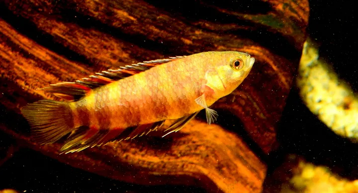 Ornate ctenopoma (Microctenopoma ansorgii)