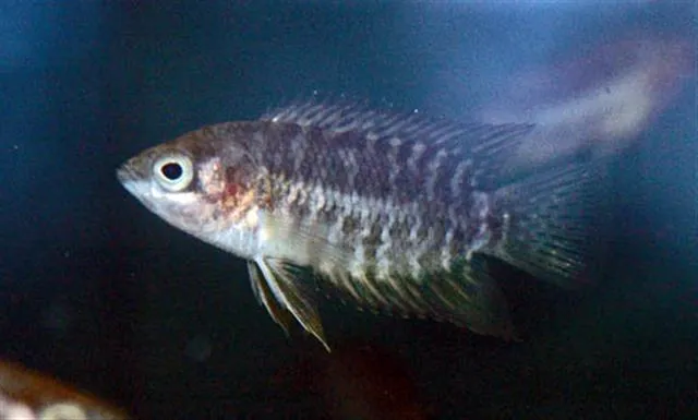 Congo Ctenopoma (Microctenopoma congicum)