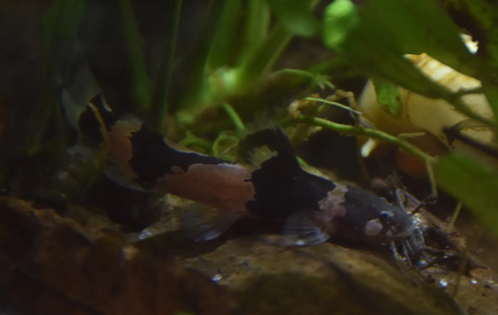 Bumblebee catfish (Microglanis iheringi)