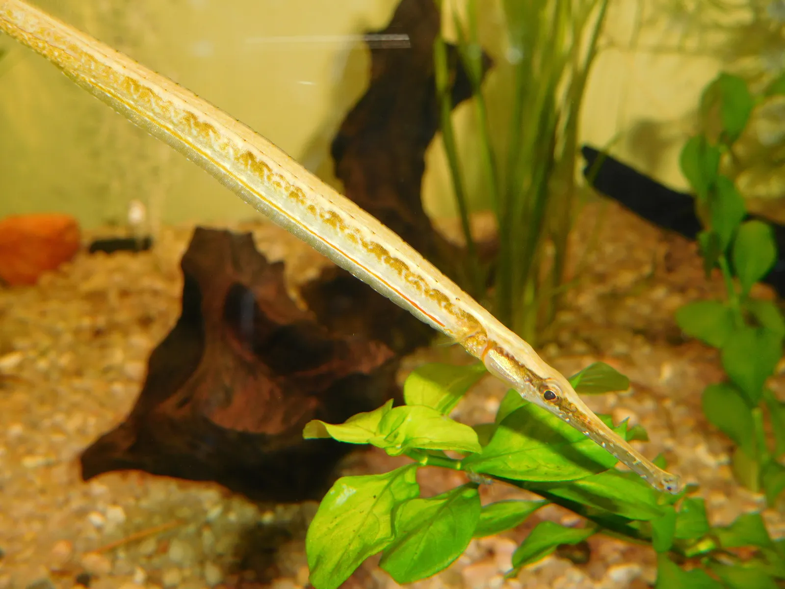 Short-tailed pipefish (Microphis brachyurus)