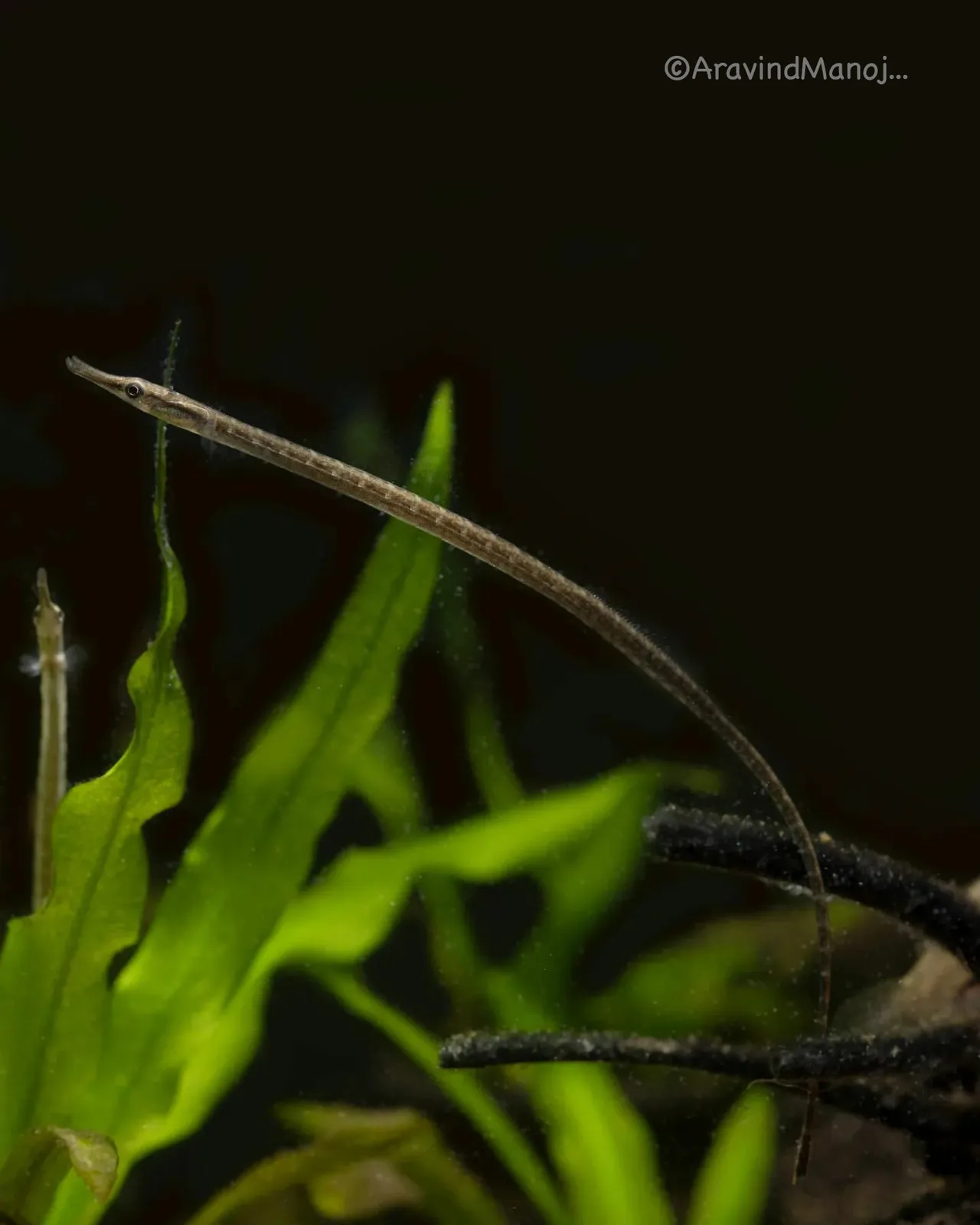 Freshwater pipefish (Microphis cuncalus)