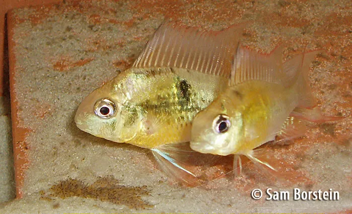 Microgeophagus altispinosa