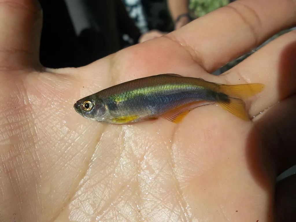 Croaking Tetra (Mimagoniates microlepis)