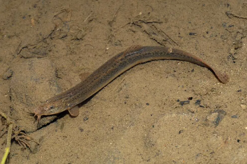 Weather loach (Misgurnus anguillicaudatus)