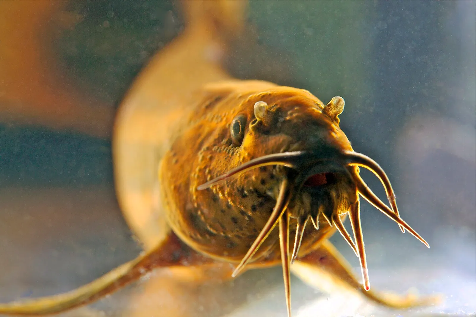 Weather loach (Misgurnus fossilis)