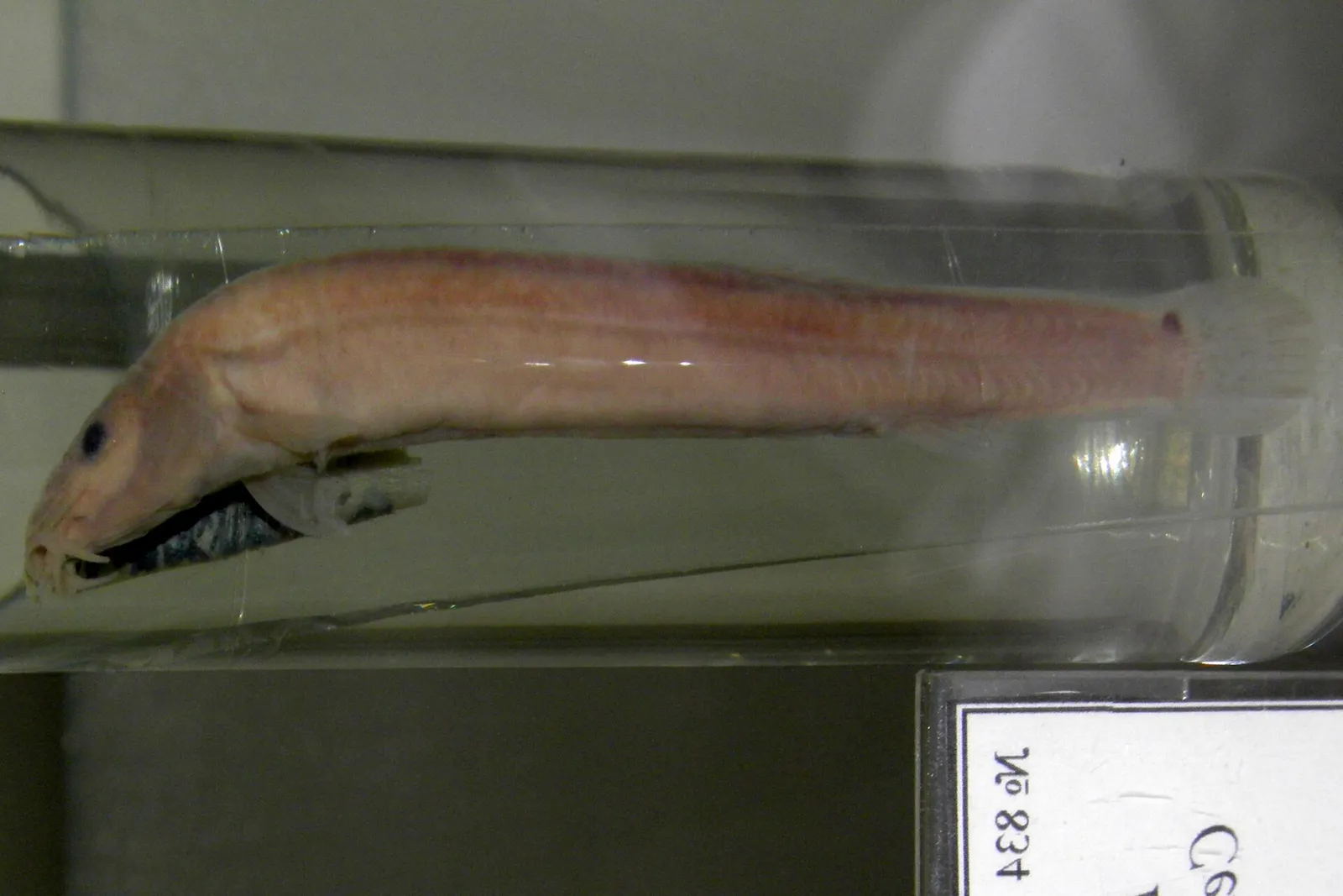 Russian weather loach (Misgurnus mohoity)