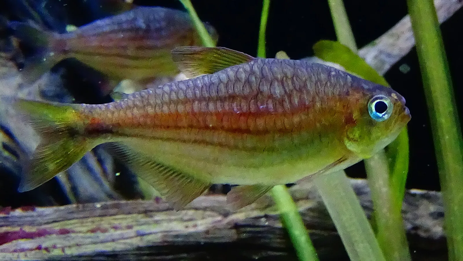 Moenkhausia agnesae