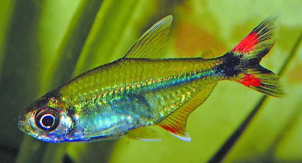 Pretty Tetra (Moenkhausia bonita)