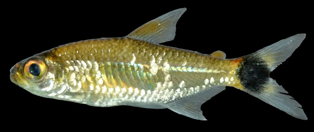 Moenkhausia ceros