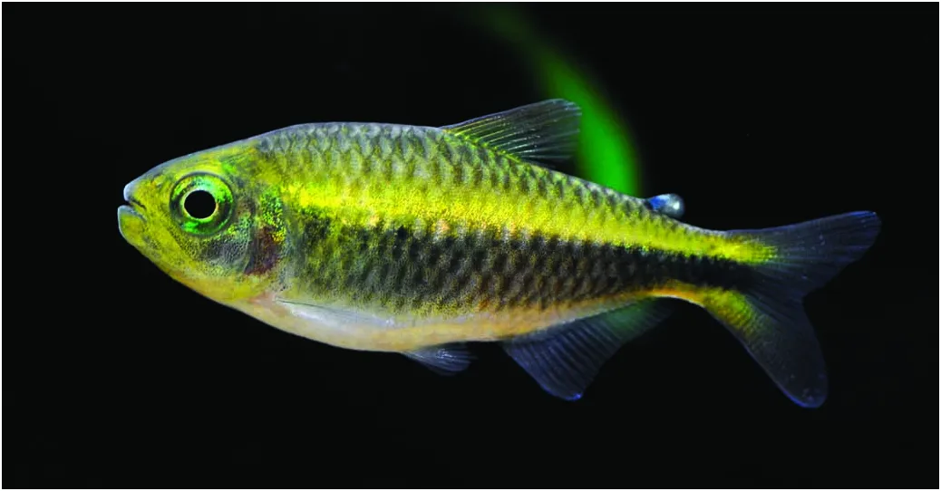 Green-eyed Moenkhausia (Moenkhausia chlorophthalma)