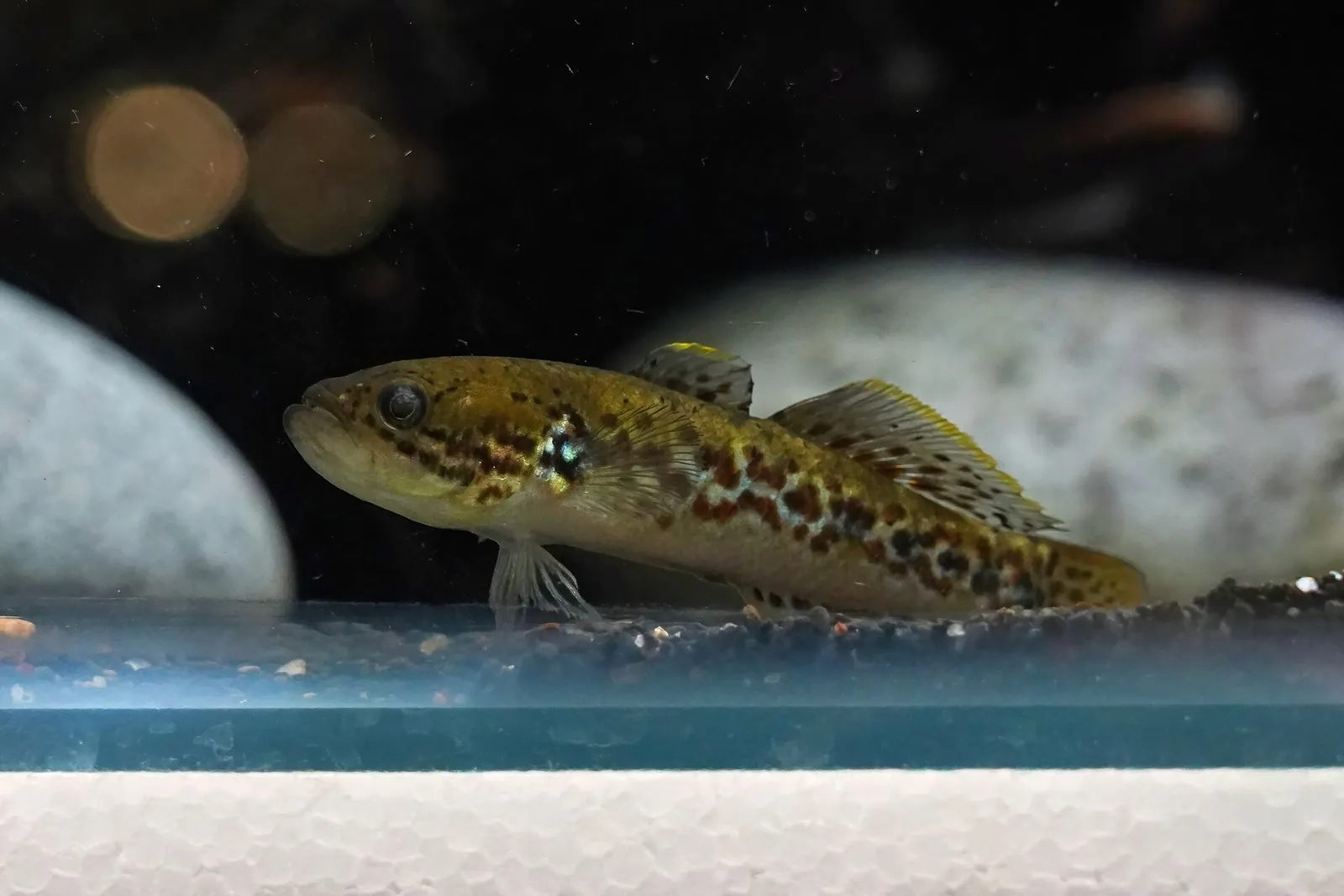 Southern purplespotted gudgeon (Mogurnda adspersa)
