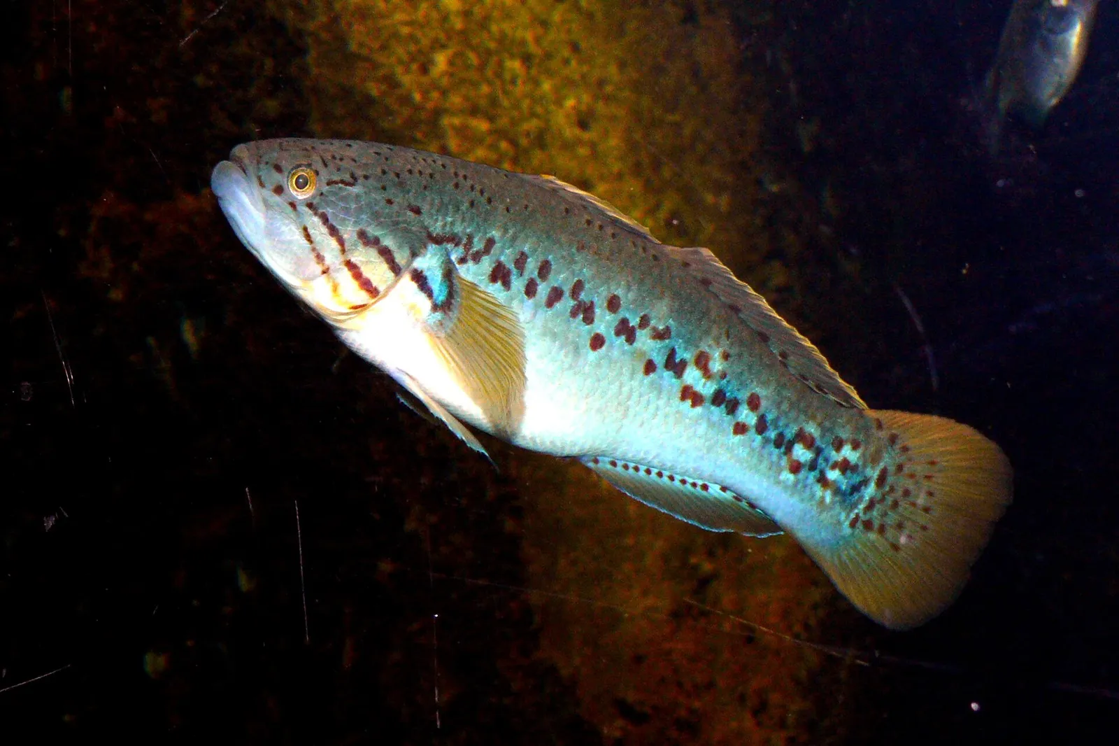 Southern purplespotted gudgeon (Mogurnda adspersa)