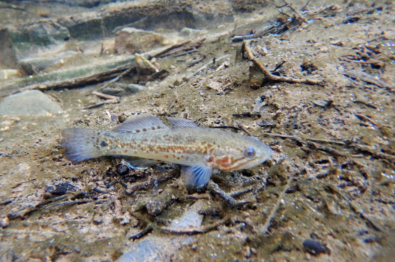 Flinders Ranges gudgeon (Mogurnda clivicola)