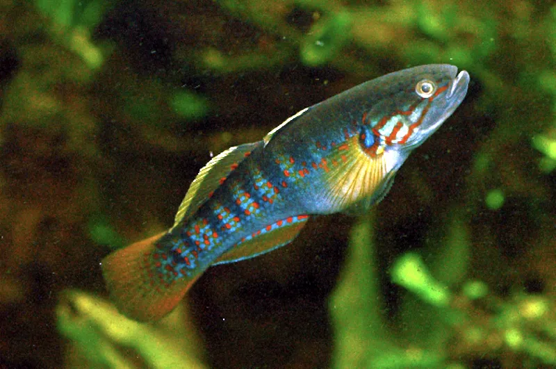 Northern trout gudgeon (Mogurnda mogurnda)