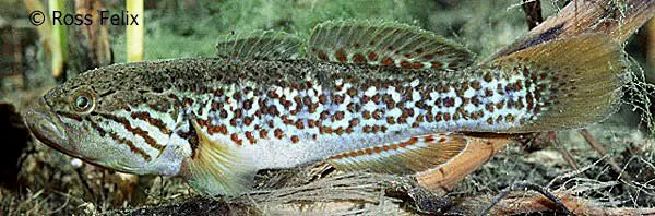 Dalhousie mogurnda (Mogurnda thermophila)