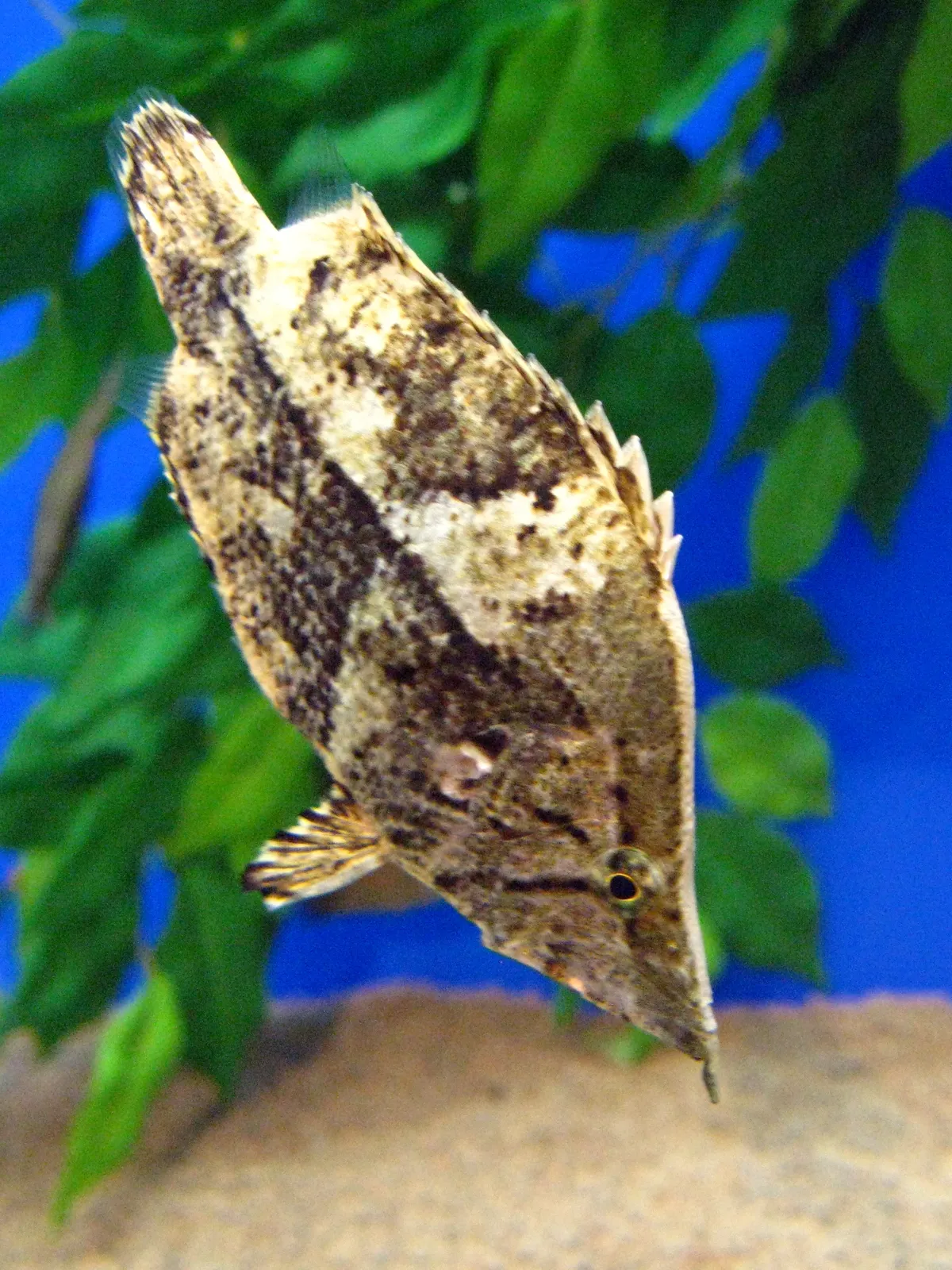 Amazon leaffish (Monocirrhus polyacanthus)