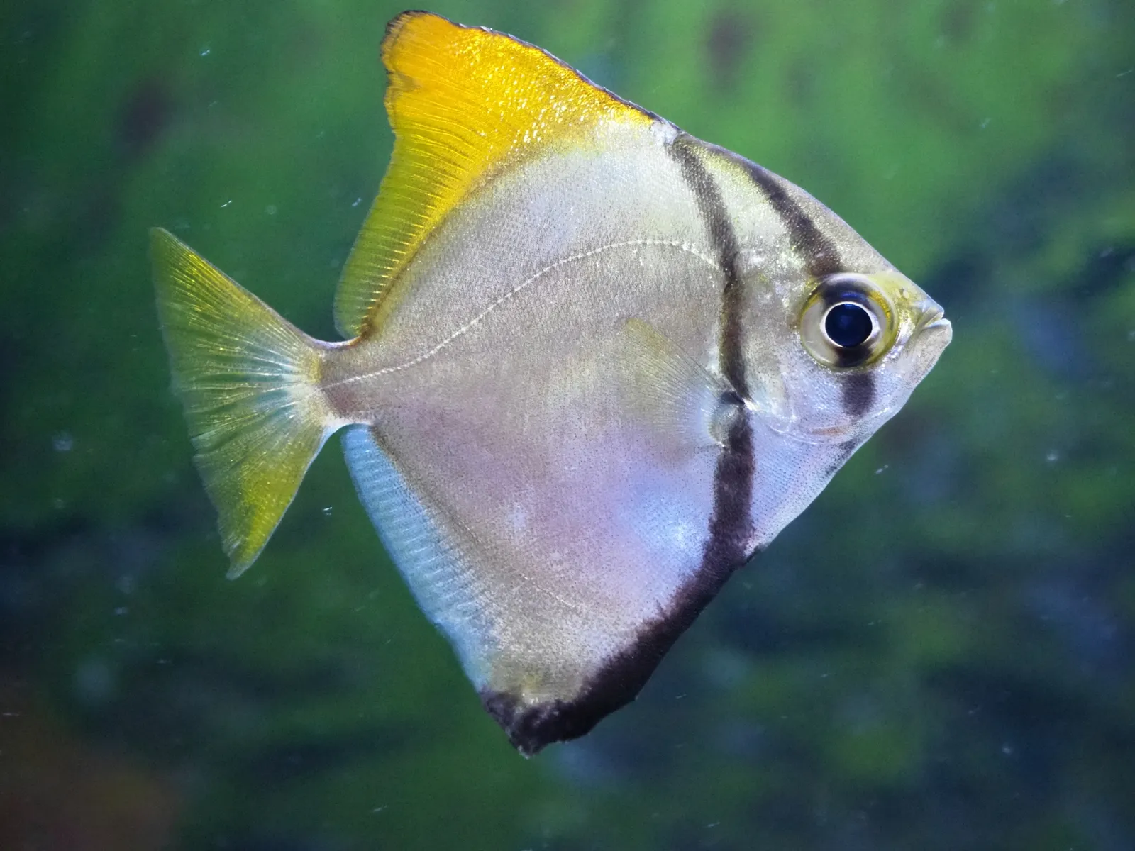 Silver moony (Monodactylus argenteus)
