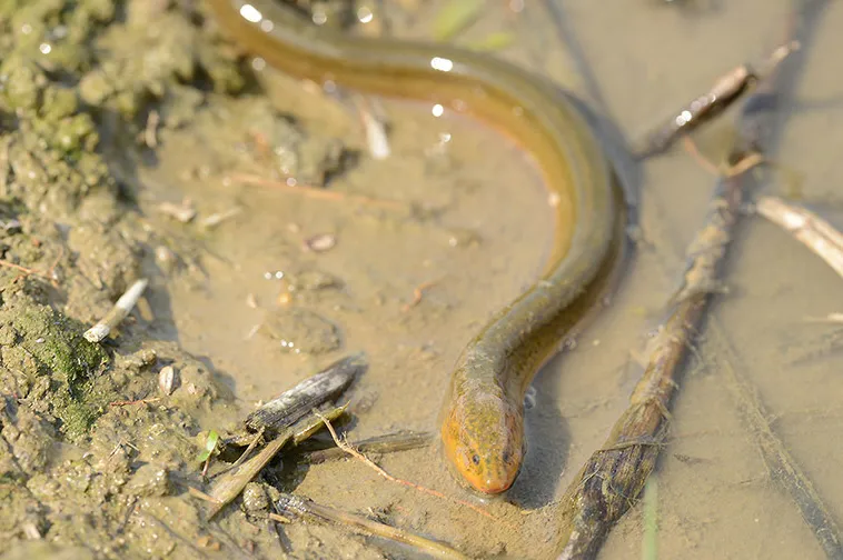Asian swamp eel (Monopterus albus)
