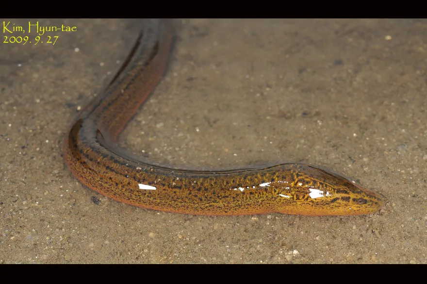Asian swamp eel (Monopterus albus)