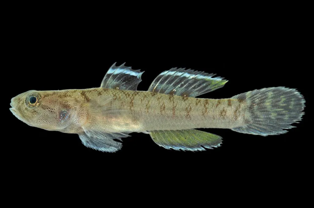 Kanu goby (Mugilogobius mertoni)