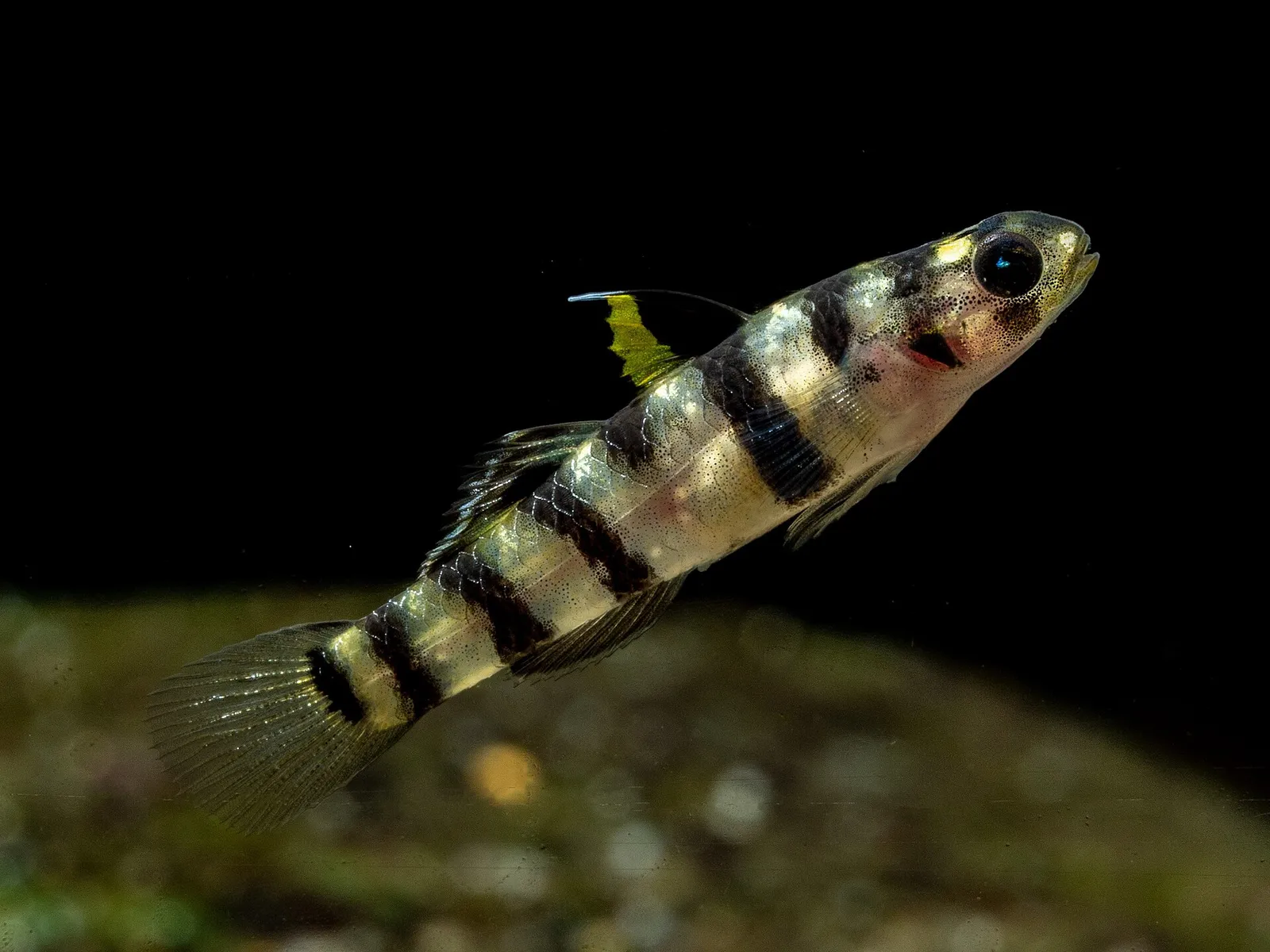 Tiger dwarf goby (Mugilogobius tigrinus)